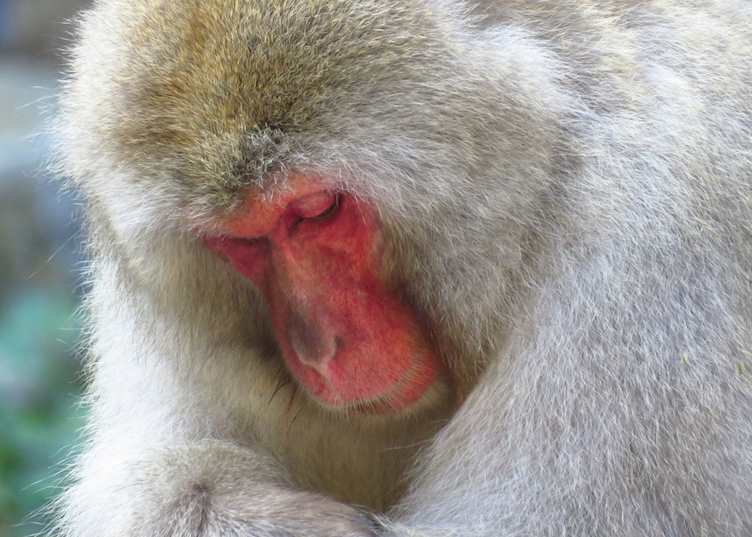 Snow monkey, Shibu Onsen, Yudanaka, Japan