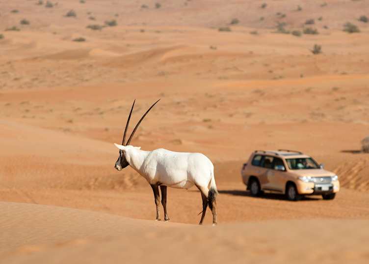Wildlife drive, Al Maha Desert Resort, Dubai