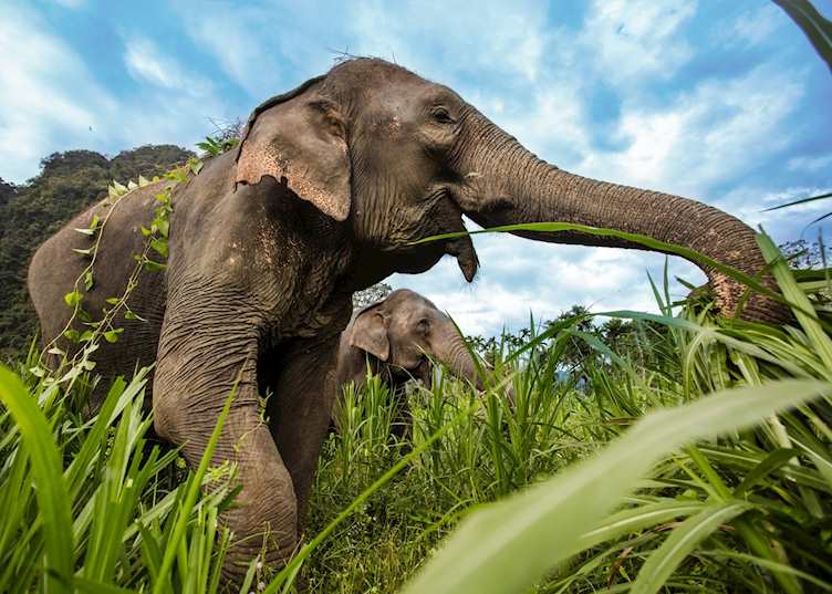 Elephants in the Khao Sok National Park, Thailand