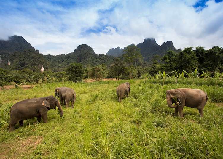 Elephants in the Khao Sok National Park, Thailand