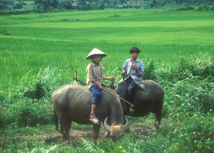 Boys on water buffalo