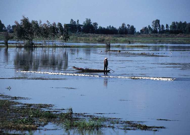 Flooded paddy fields, Can Tho