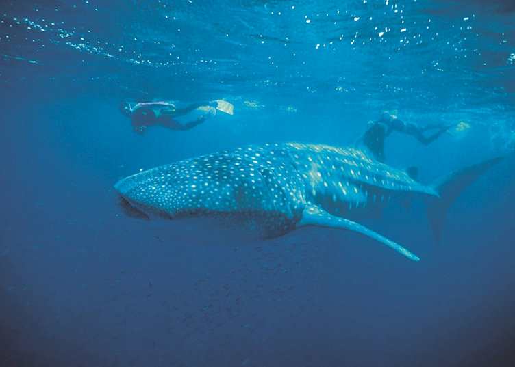 Whale shark, Coral Bay