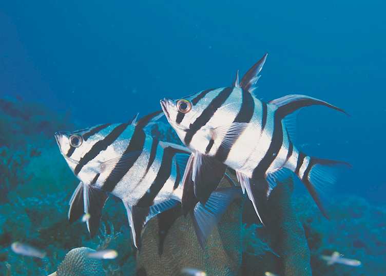 Marine life, Ningaloo Reef