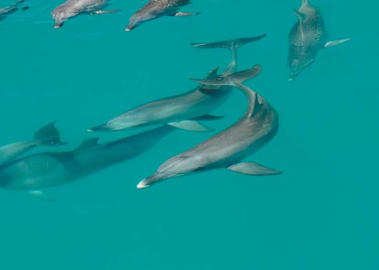 Dolphins, Monkey Mia