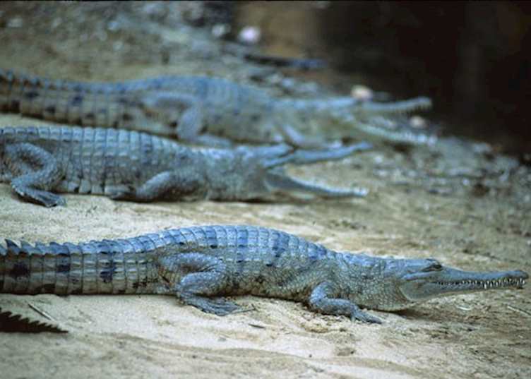 Freshwater crocodiles, Windjana Gorge
