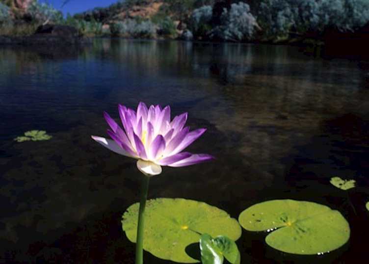 Water Lily