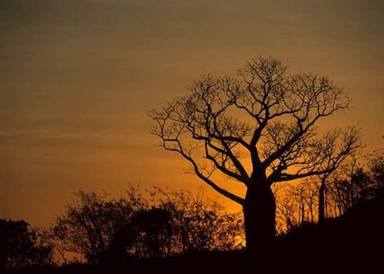 Boab tree at sunset