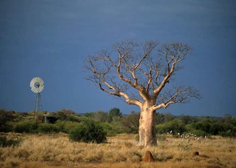 Boab tree, outback