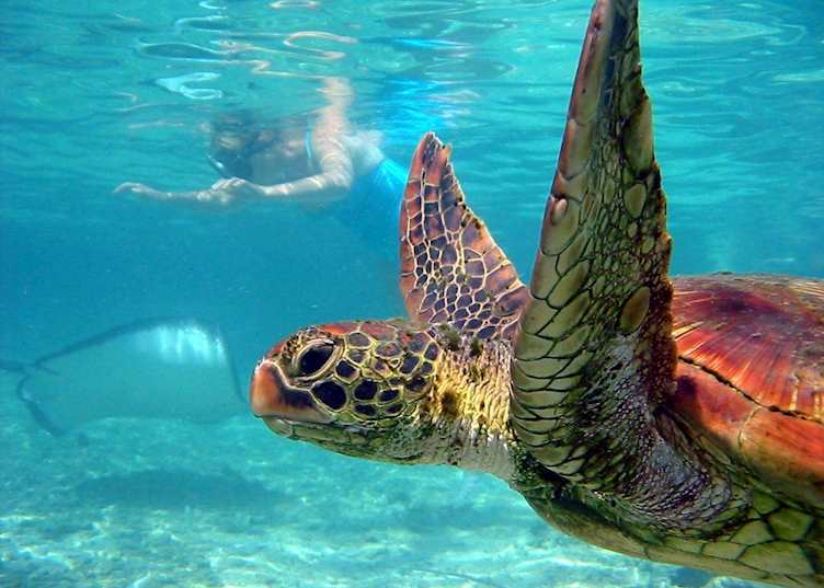 Snorkelling with the turtles, Taha'a