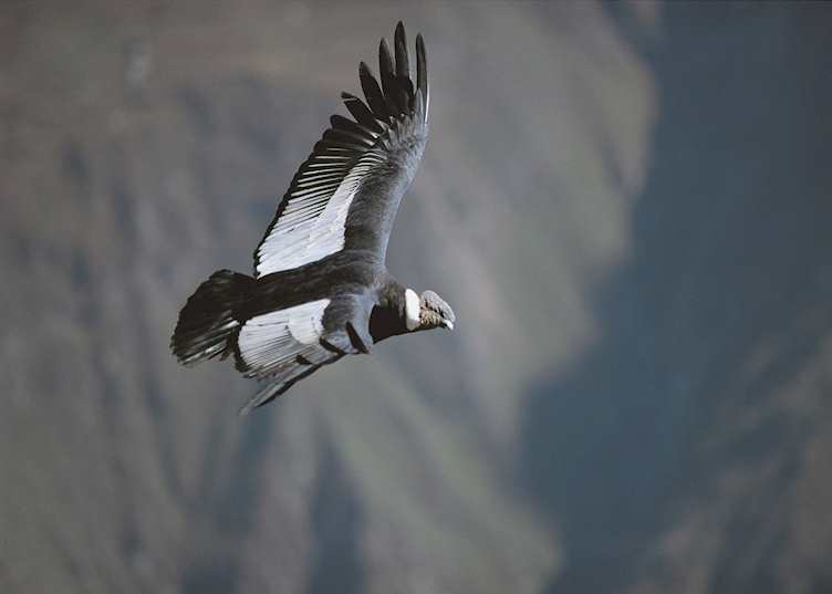 Condor flying over the Colca Canyon, Peru