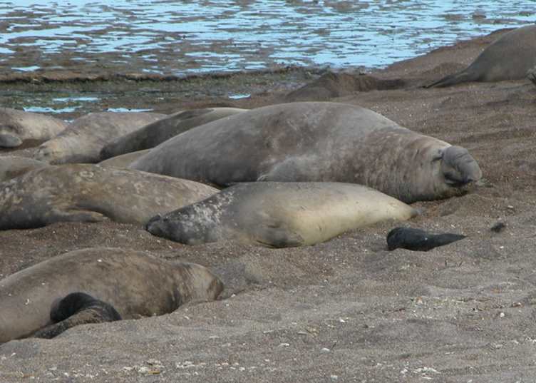 Elephant seals, Peninsula Valdes