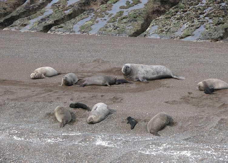 Elephant seals, Peninsula Valdes