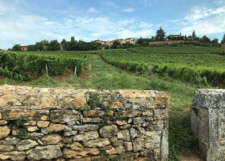Beaujolais wine region