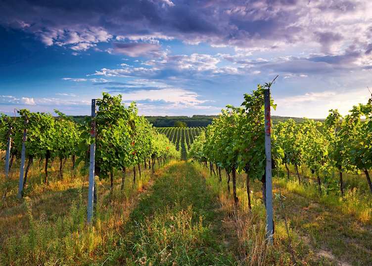 Bordeaux wine region, France