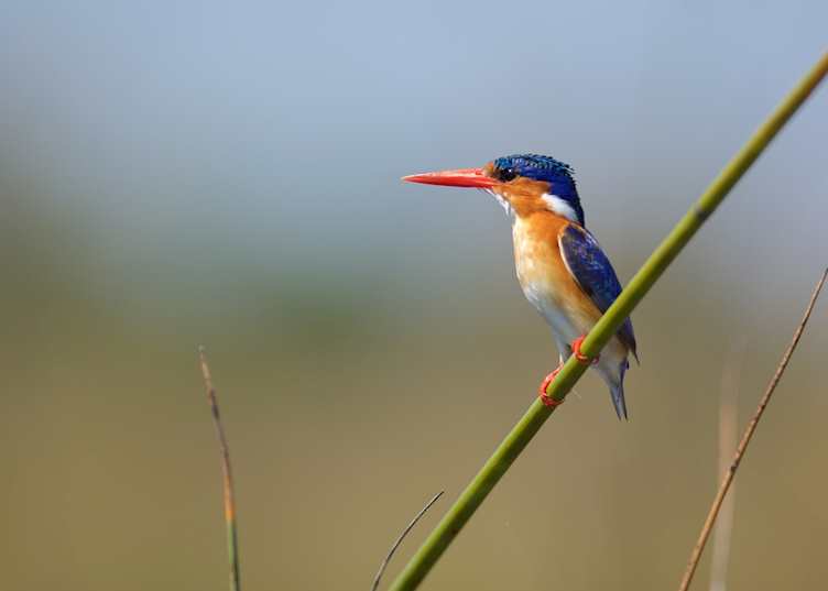 Malachite kingfisher in the Okavango Delta, Botswana