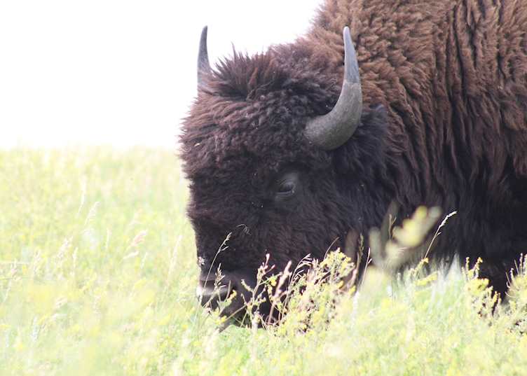 Bison grazing in Custer State Park