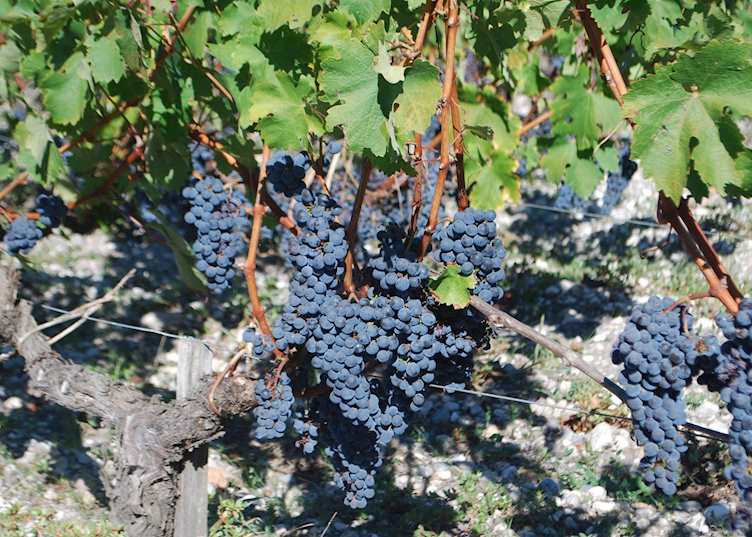 Plump merlot grapes ready for harvest, Médoc wine region, France