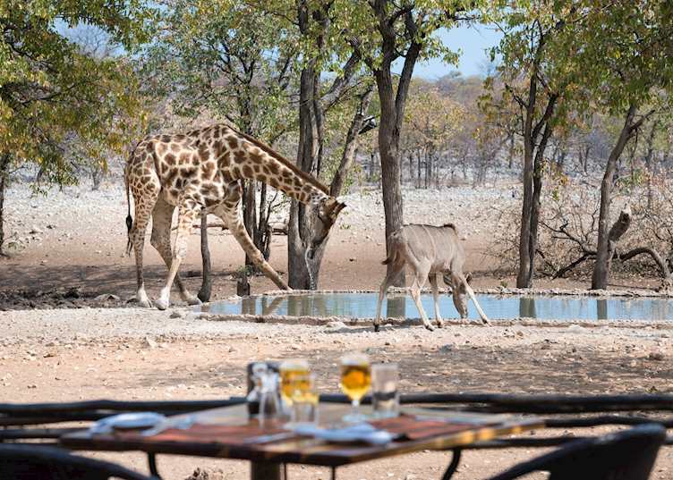 Waterhole, Encounter by Ongava