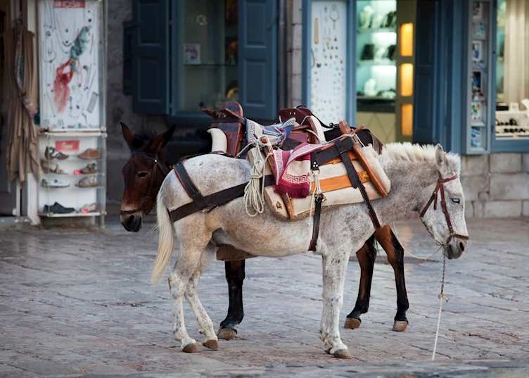 Local mules, Hydra