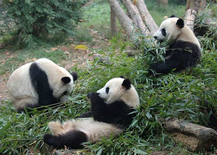 Panda trio, China