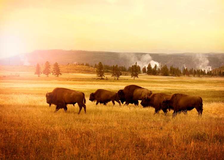 Herd of bison in Yellowstone