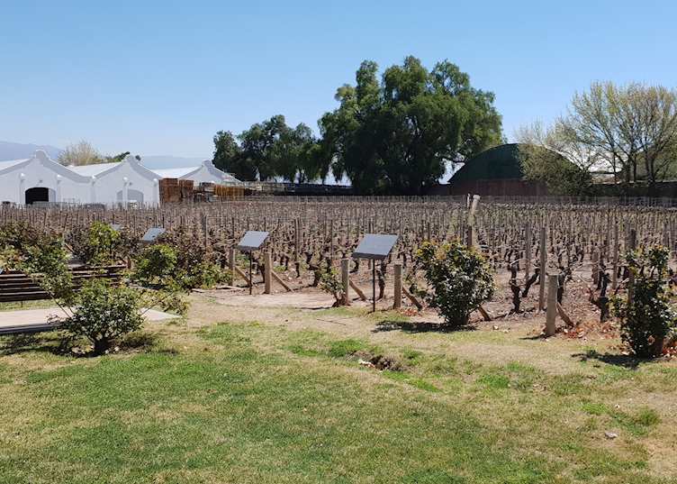 Mendoza wineries tour