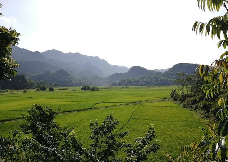 Mai Chau Rice Paddies