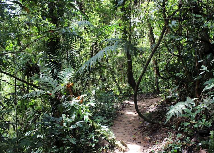 Trails in Fraser's Hill
