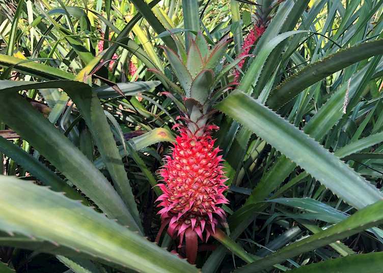 Pink pineapple, Mahé