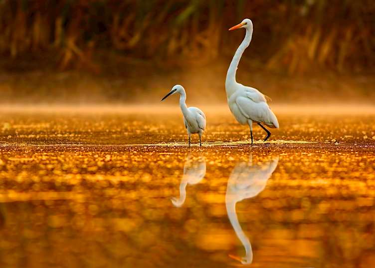 Sunrise over the Louisiana swamps