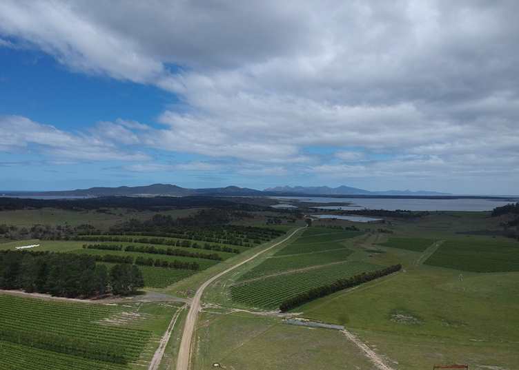 Devil's Corner Winery 