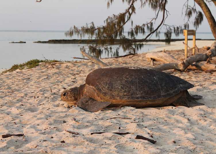 Green turtle returning to the sea after laying her eggs, Heron Island