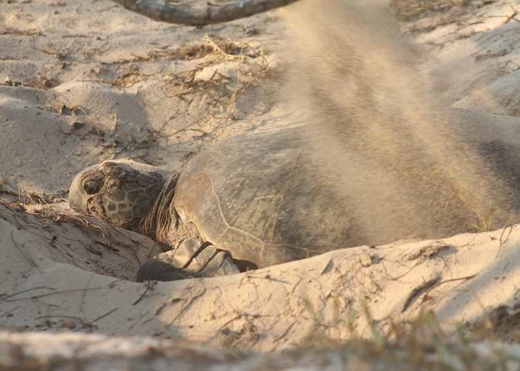 Green turtle laying eggs, Heron Island