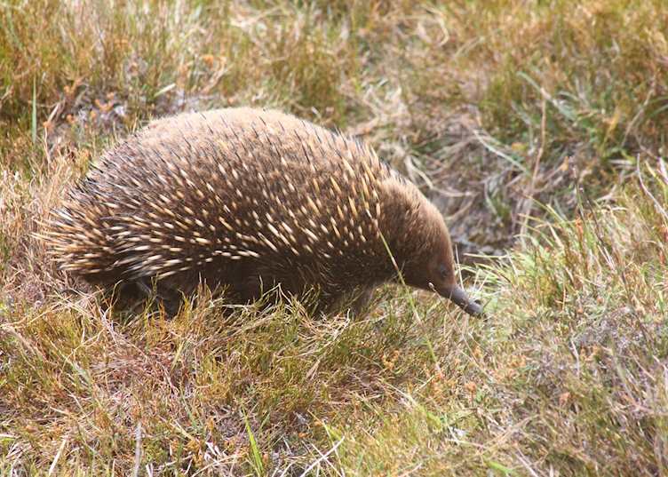 Echidna, Cradle Mountain