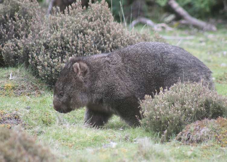 Wombat, Cradle Mountain 