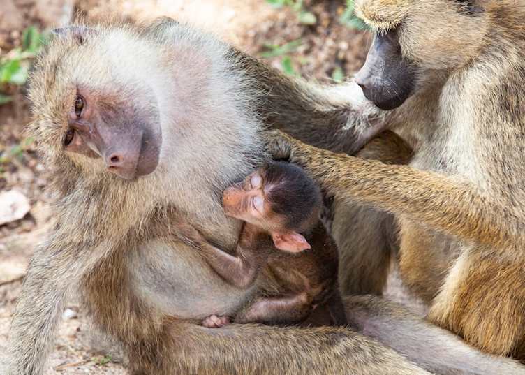 Grooming baboons