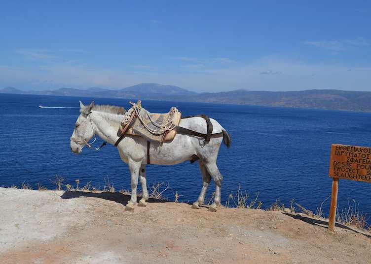 Local mule, Hydra