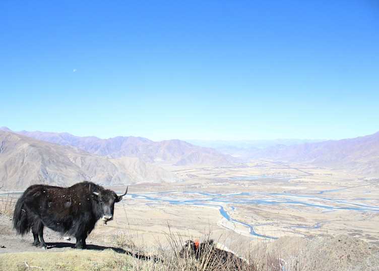A yak overlooking the Kyi-Chu Valley at Ganden Monastery