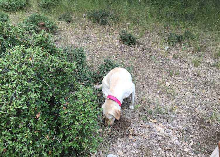 Dorita searching for truffles, Central Greece