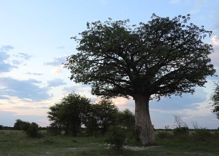 Nxai Pan National Park in green season