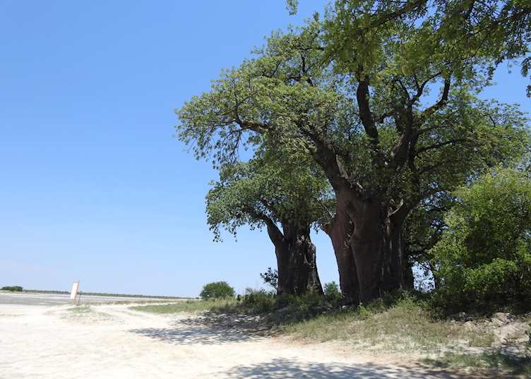 Baines Baobabs, Nxai Pan National Park