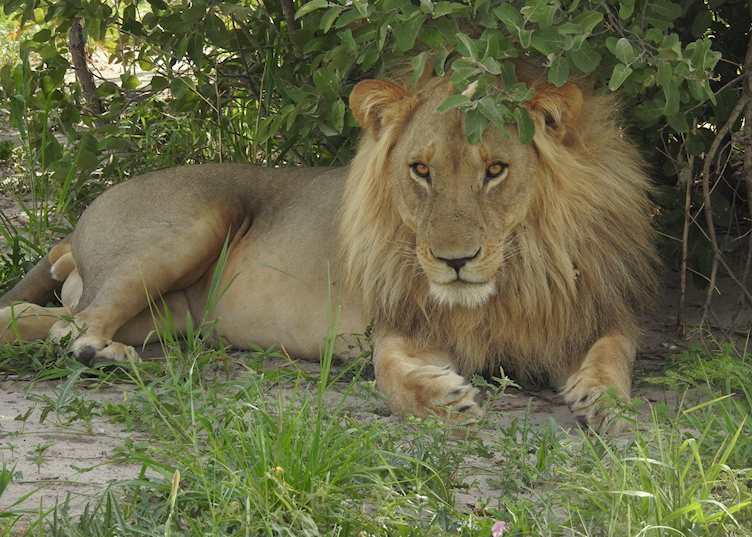 Lion, Savuti Area