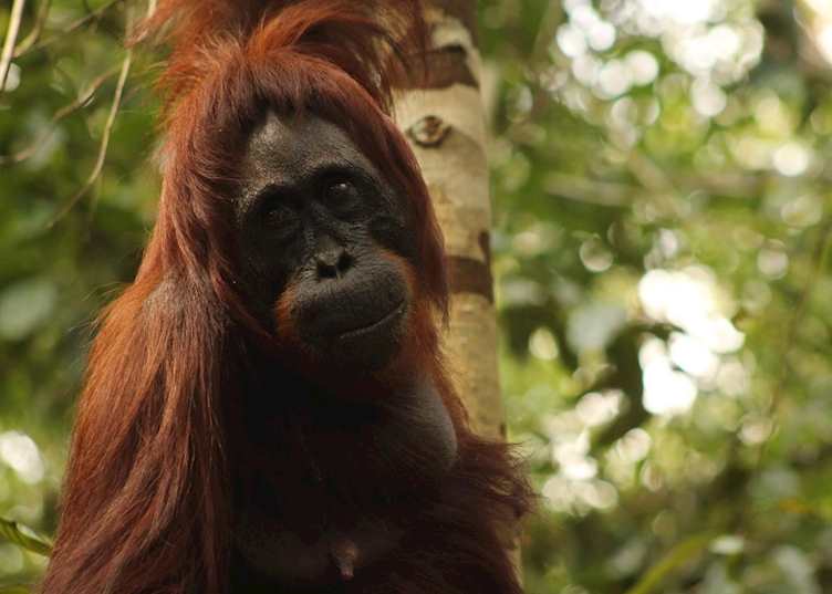 Orangutan in Tanjung Puting 