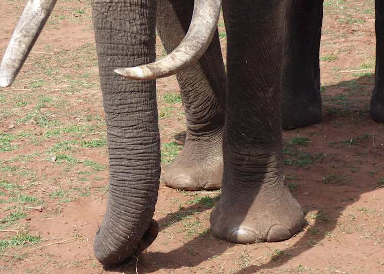 Elephant