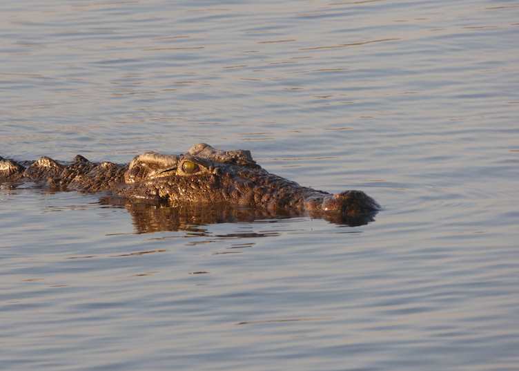 Crocodile