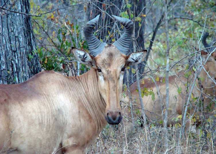 Mvuu Lodge, Liwonde National Park