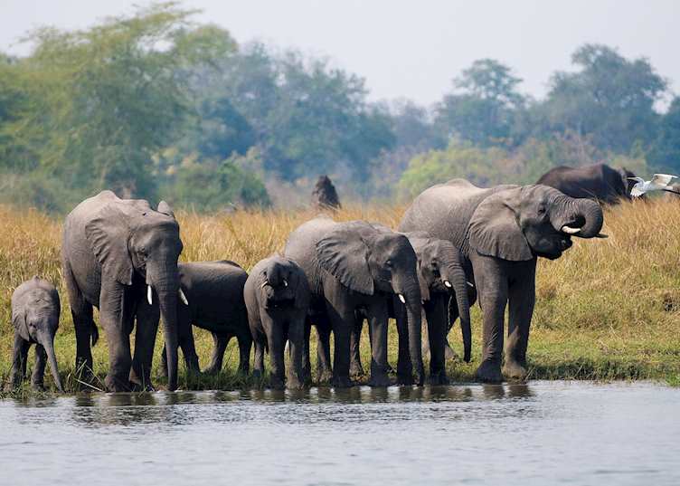 Mvuu Lodge, Liwonde National Park