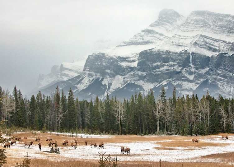 Elk in the snow, Banff National Park