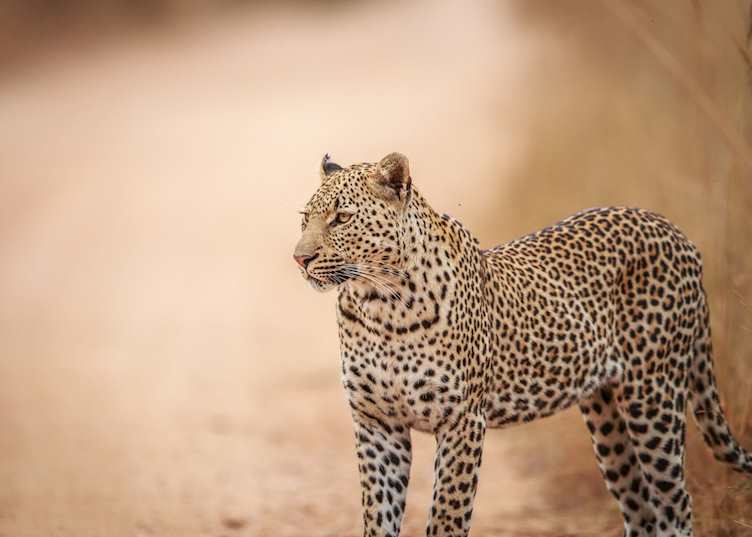 A leopard in the Kruger National Park, South Africa